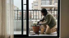 Rosa de Navidad: cómo cuidar el Helleborus niger para que florezca en pleno invierno