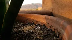 Cómo usar gelatina sin sabor para revitalizar la lengua de suegra sin dañarla